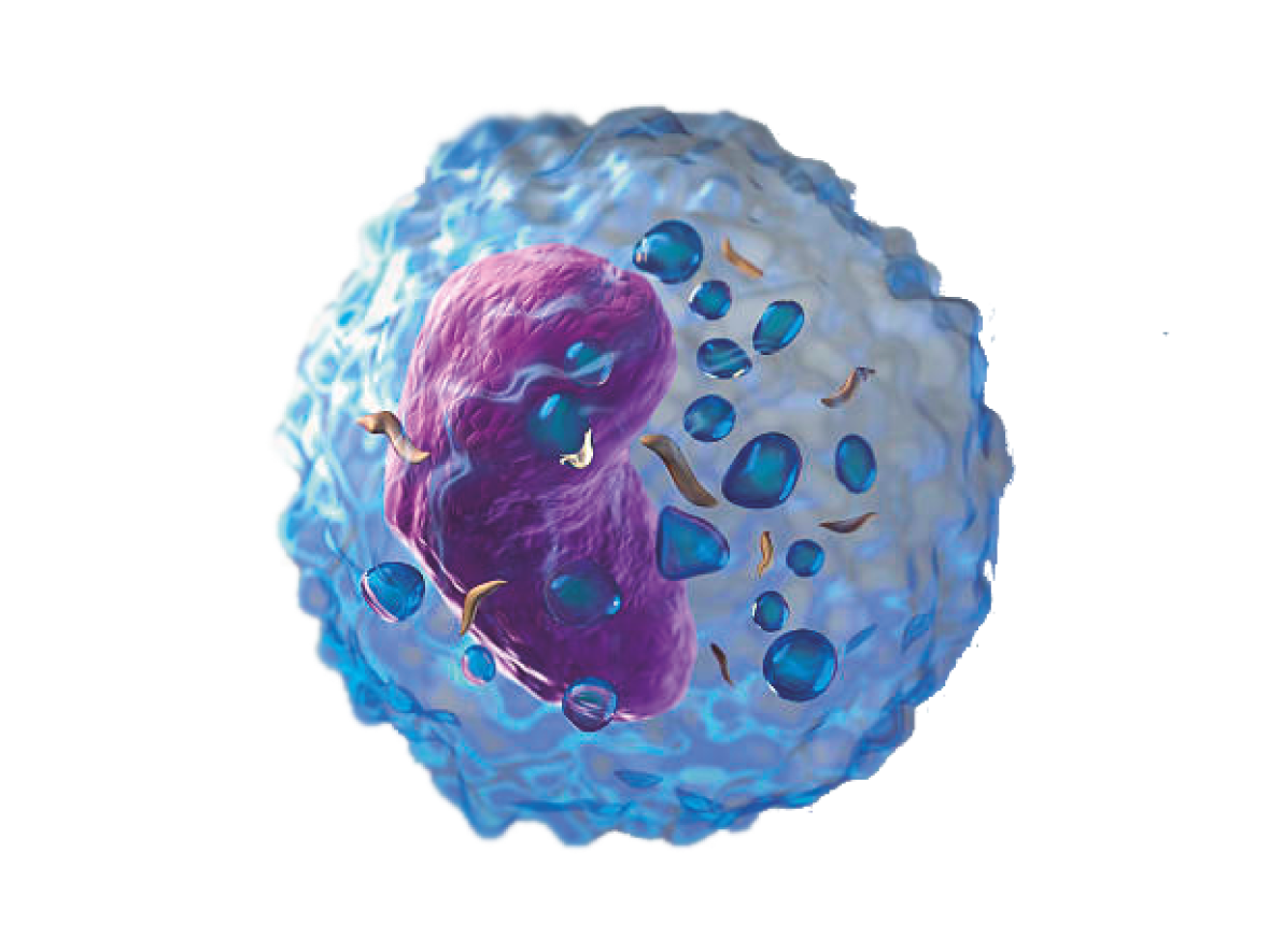 TIMO-CELL